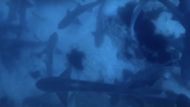 All The Sharks (Image via Netflix)